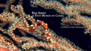 Raja Ampat Le petit Monde du Corail